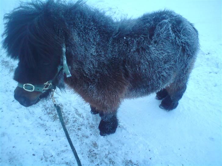 Falabella Don Ø Aksel billede 5