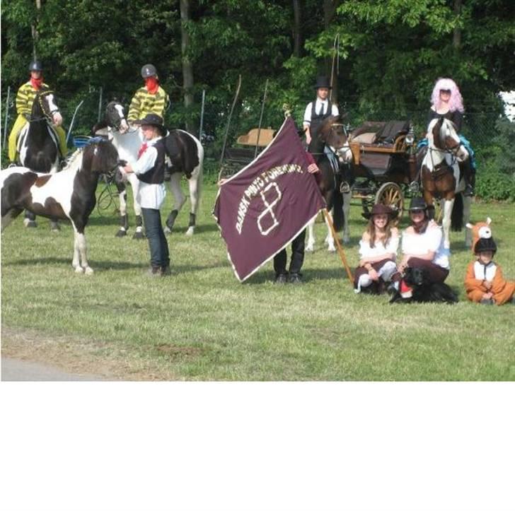 Pinto Klokkergårdens Spirit PIH - AVLSHINGST billede 18