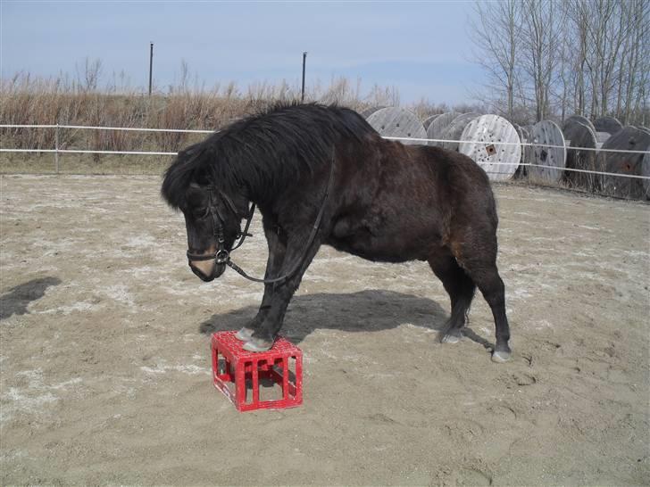 Shetlænder axel *SOLGT*:'( - 14 billede 12