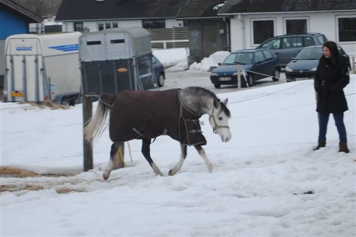 Welsh Pony af Cob-type (sec C) Faithful's Shakira<3 - du er såå fin  så fin billede 9