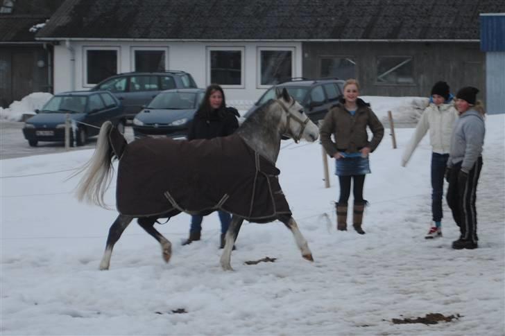 Welsh Pony af Cob-type (sec C) Faithful's Shakira<3 - ih du er såå smuk kizzer<3 billede 10