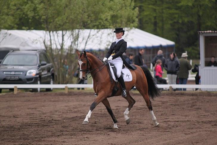 Dansk Varmblod Midt-West Shadow / SOLGT - Distriktsstævne Morsø maj 2010. Middeltrav i Prix St. George. billede 8