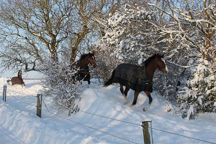 Dansk Varmblod Midt-West Shadow / SOLGT billede 15