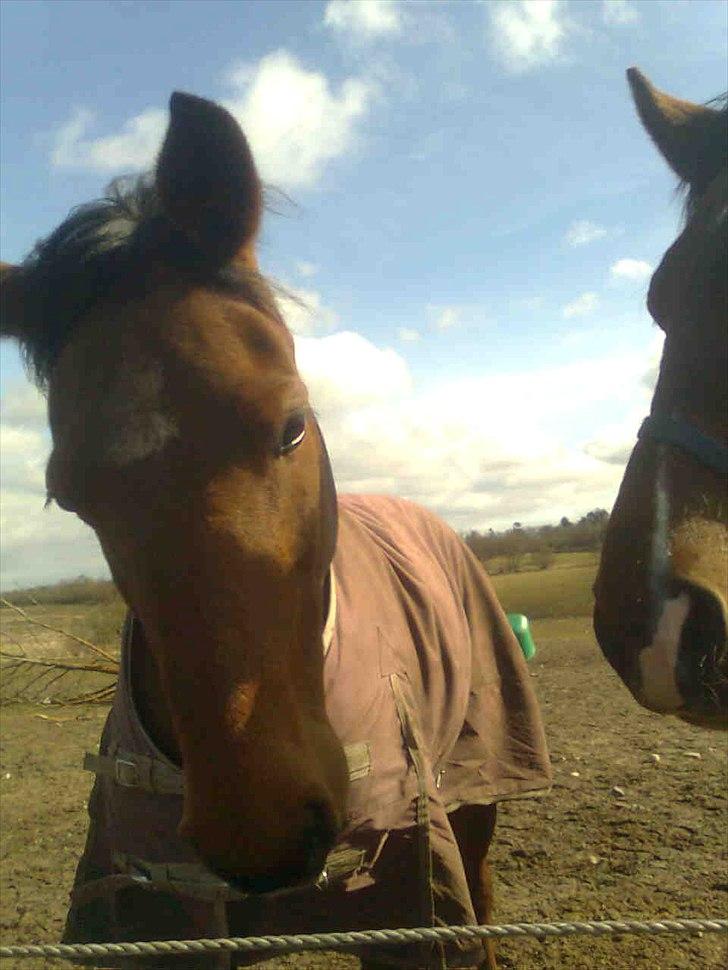 Traver Lemek Nordal - lemek & Bamse hygger på fold                                                (Foto// mig) billede 13