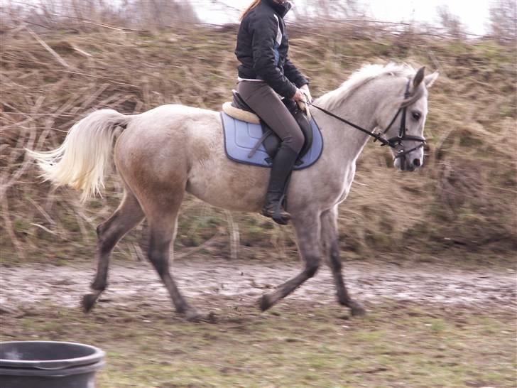 Anden særlig race Dundee - du bliver en rigtig fin pony en dag! - 7. gang med rytter på <3  billede 9