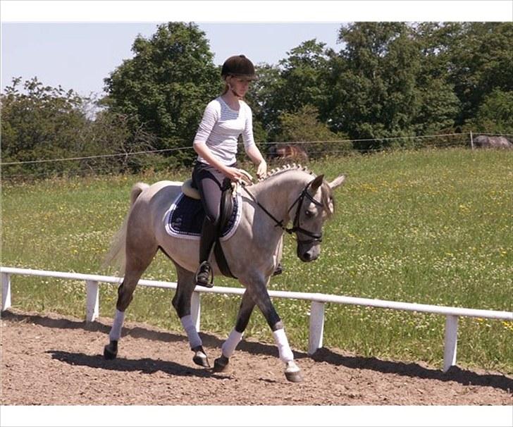 Anden særlig race Dundee - smukke pony. <3  billede 16