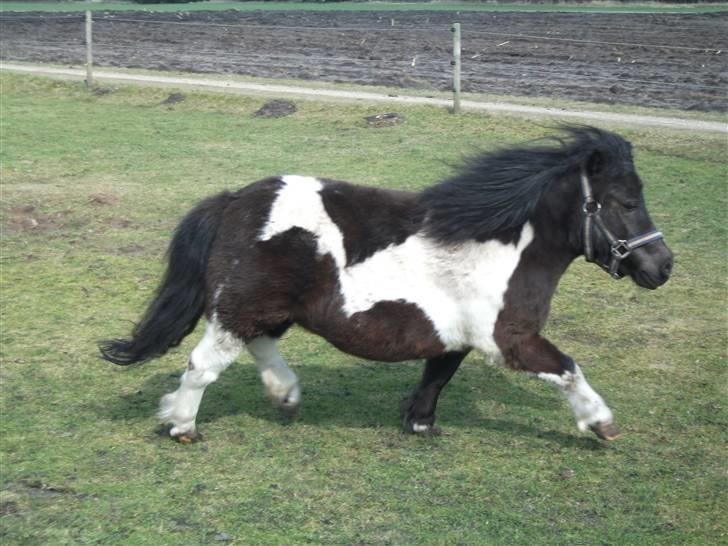 Anden særlig race Pusle - trav ;P billede 30