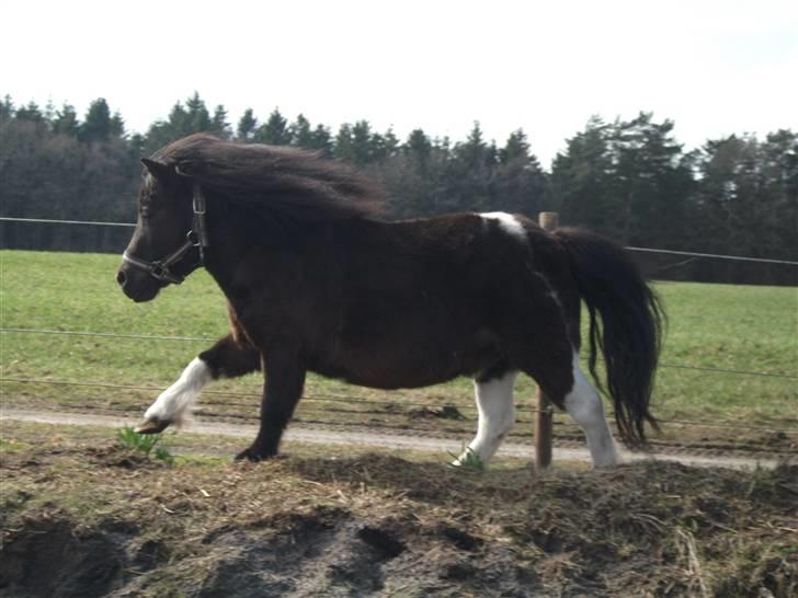 Anden særlig race Pusle - <3 billede 31