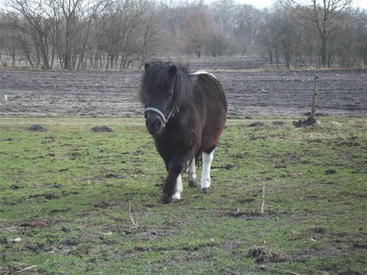 Anden særlig race Pusle - med vinterpels ;D billede 33