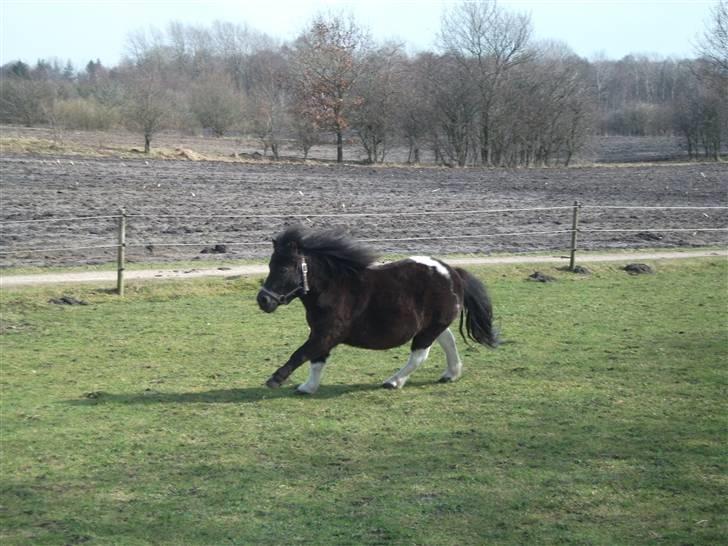 Anden særlig race Pusle - Fuld fart frem :D<3 billede 34