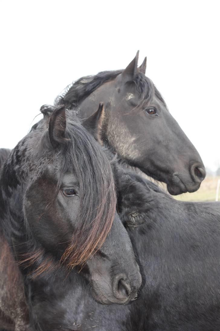 Frieser Charli - Charli Bagerst...lillefisen Xander forrest billede 17