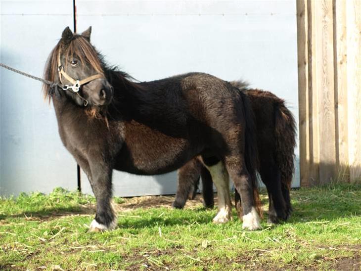 {{currentPhoto.altText}} billede {{currentPhoto.number}}