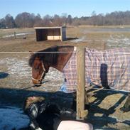 Anden særlig race Donna (part)