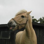 Fjordhest Romeo's Gorm 