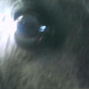 Welsh Pony (sec B) aluna