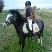 Welsh Pony (sec B) aluna