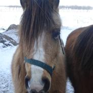 New Forest Egeskovens Bailey [ solgt ]