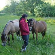 New Forest Egeskovens Bailey [ solgt ]