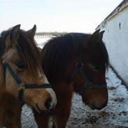 New Forest Egeskovens Bailey [ solgt ]