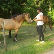 New Forest Egeskovens Bailey [ solgt ]