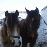 New Forest Egeskovens Bailey [ solgt ]