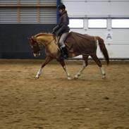 DSP Ofelia C *SOLGT*