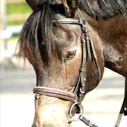 Anden særlig race Chaplin