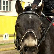 Anden særlig race Chaplin