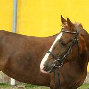 Anden særlig race Pixiline |GAMMEL PART|