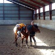 Welsh Pony af Cob-type (sec C) Gribsvads Laquie