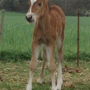 Welsh Pony af Cob-type (sec C) Gribsvads Laquie
