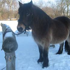 Nordsvensk Skovhest Sofus (tidl. part)