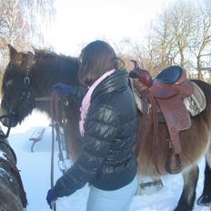 Nordsvensk Skovhest Sofus (tidl. part)