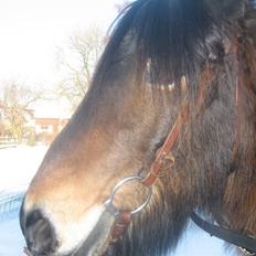 Nordsvensk Skovhest Sofus (tidl. part)