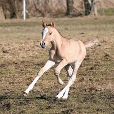 DSP Lykkebo Contador