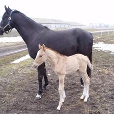 DSP Lykkebo Contador