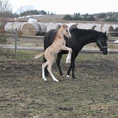 DSP Lykkebo Contador