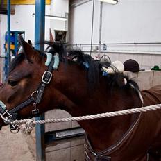 Anden særlig race Trunte †