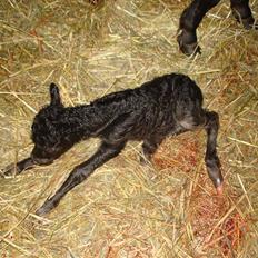 Miniature Magic " R:I:P:" 