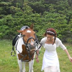 Pinto Starlight Tidl. Lånepony