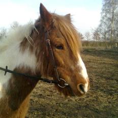 Anden særlig race Moonlight