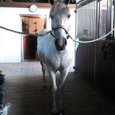 Anden særlig race Silverlea Picasso-gl.part