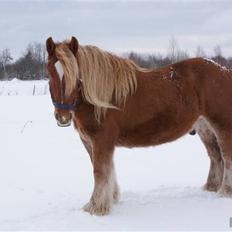 Jyde Anton #solgt#