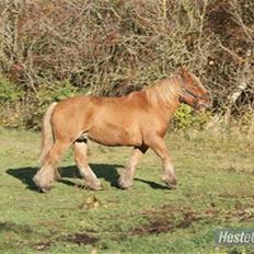 Jyde Anton #solgt#
