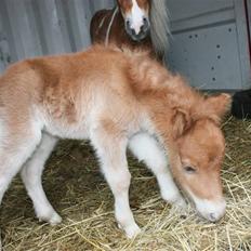 Shetlænder Rekrut af Lilleskov