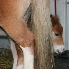 Shetlænder Rekrut af Lilleskov