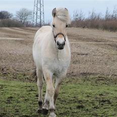 Fjordhest Sofia