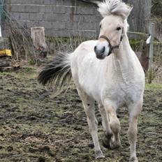 Fjordhest Sofia