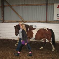 Islænder Væna-Skjóna Gl. Ladegaard 