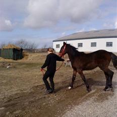 Dansk Varmblod Lady Limelight